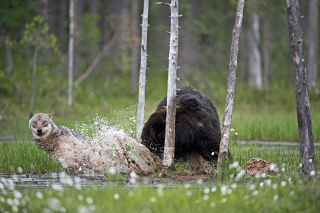 Friendship of  wolf and a bear.