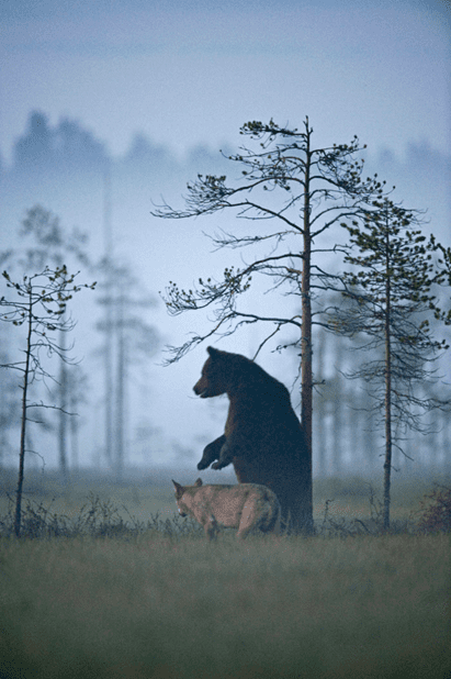 Friendship of  wolf and a bear.