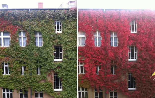 transformations of autumn season