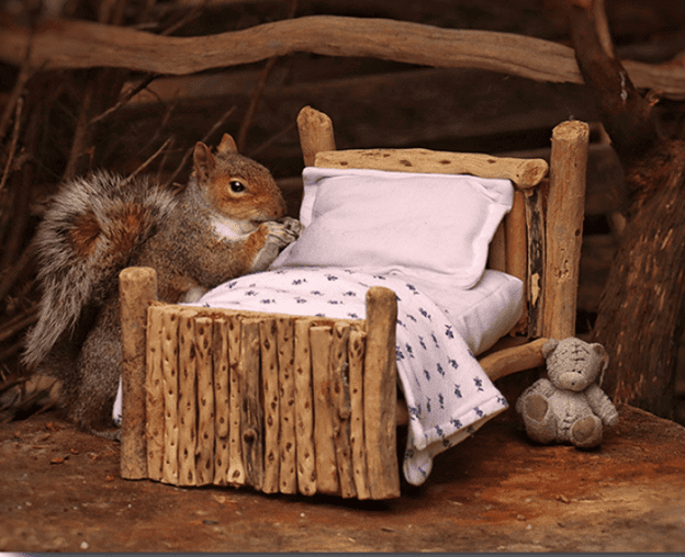 Squirrel nest