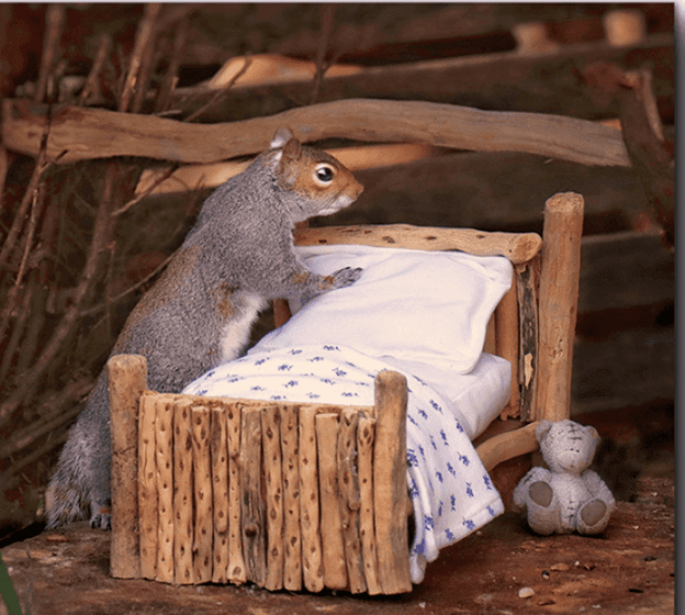 Squirrel nest