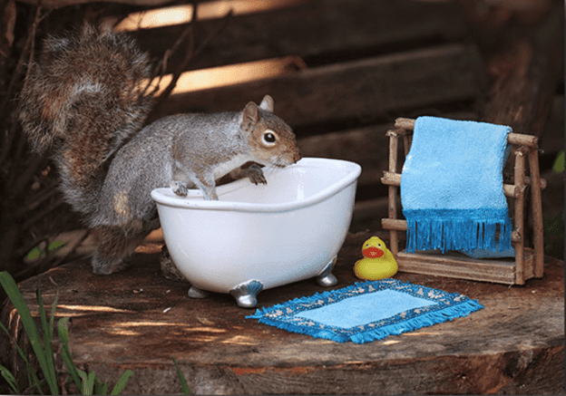 Squirrel nest