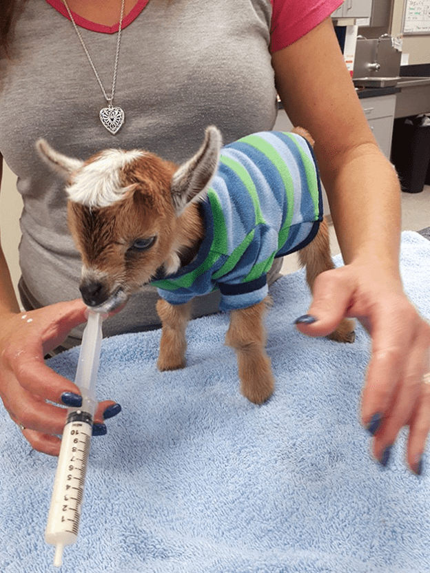 Happy time at animal clinic.