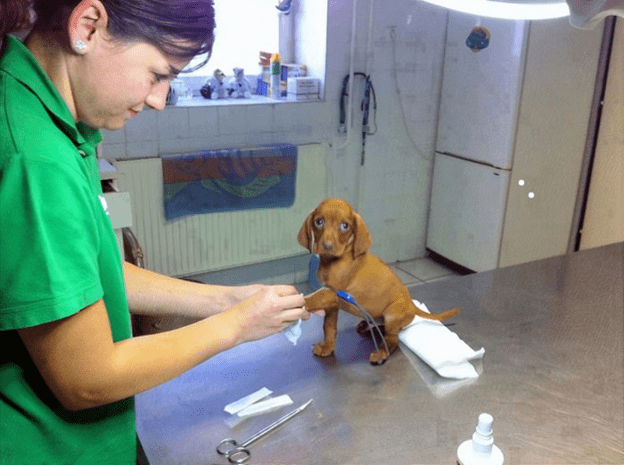 Happy time at animal clinic.