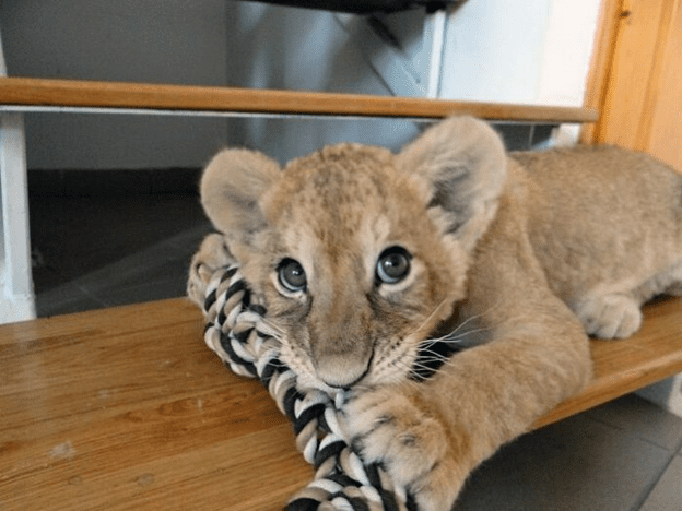 Happy time at animal clinic.