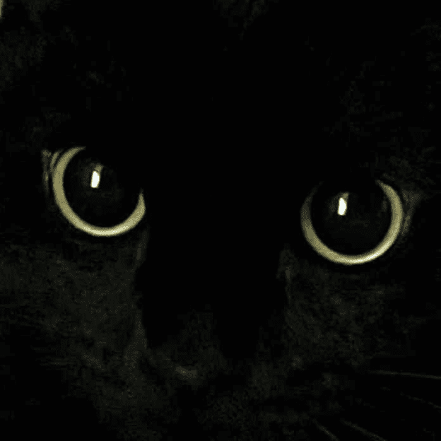 Black cat