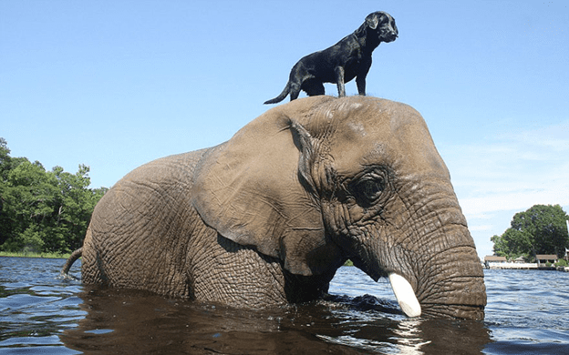 Friendship between dog and elephant