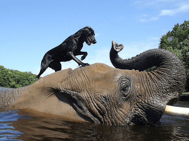 Friendship between dog and elephant