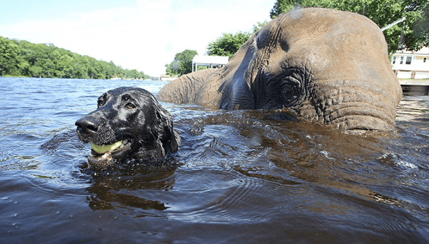 Friendship between dog and elephant