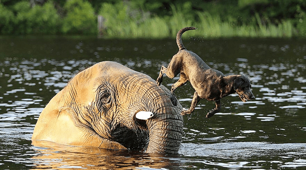 Friendship between dog and elephant