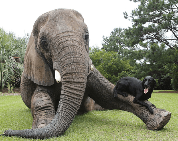 Friendship between dog and elephant