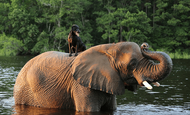 Friendship between dog and elephant