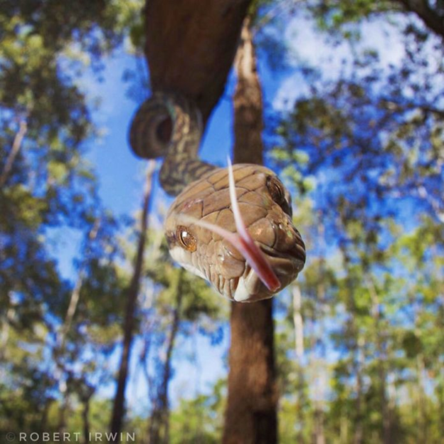 photos of Steve Irwin's