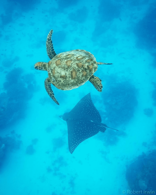 photos of Steve Irwin's