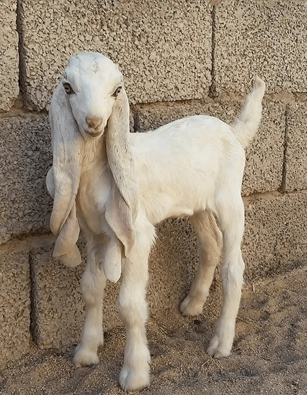 Adorable Goat