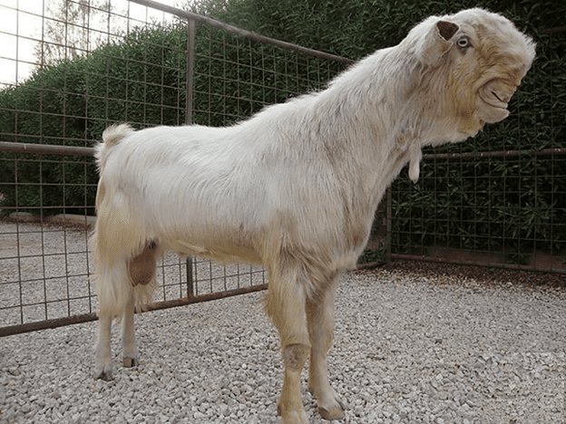 Adorable Goat