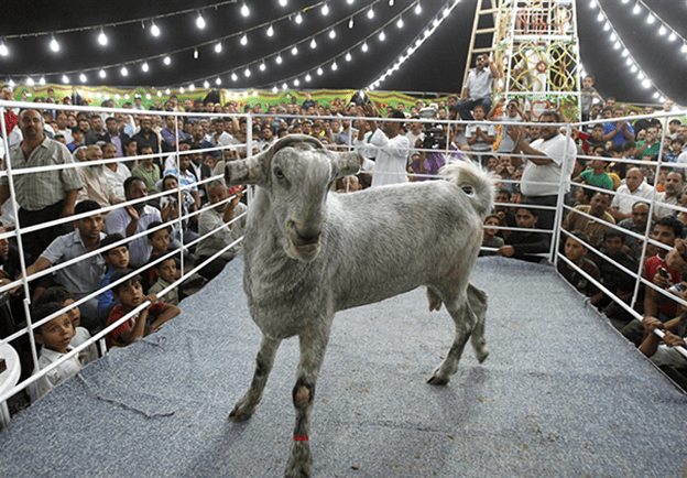 Adorable Goat