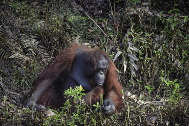 orangutan