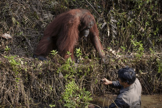 orangutan