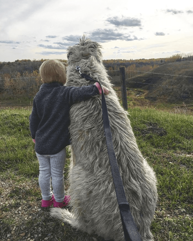 Irish Wolfhounds