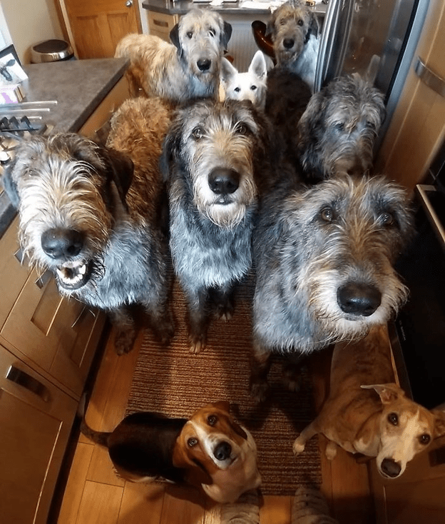 Irish Wolfhounds