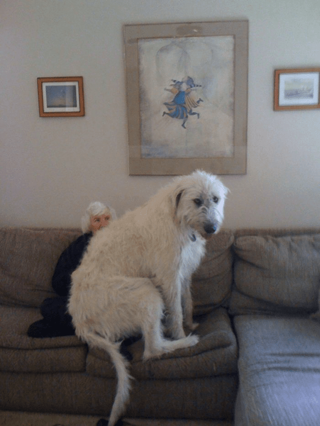 Irish Wolfhounds