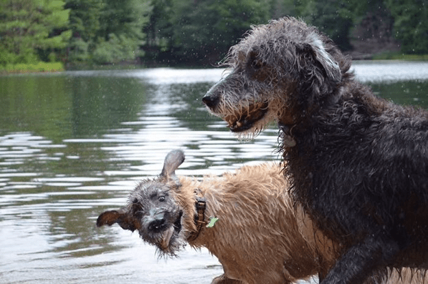 Irish Wolfhounds