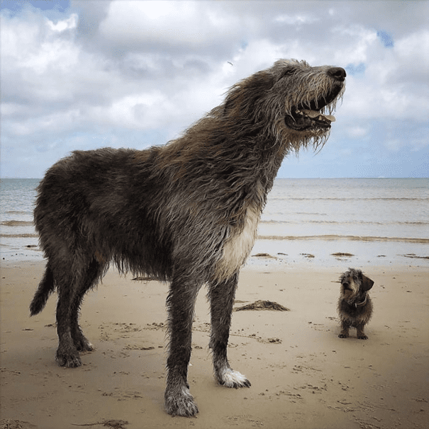 Irish Wolfhounds