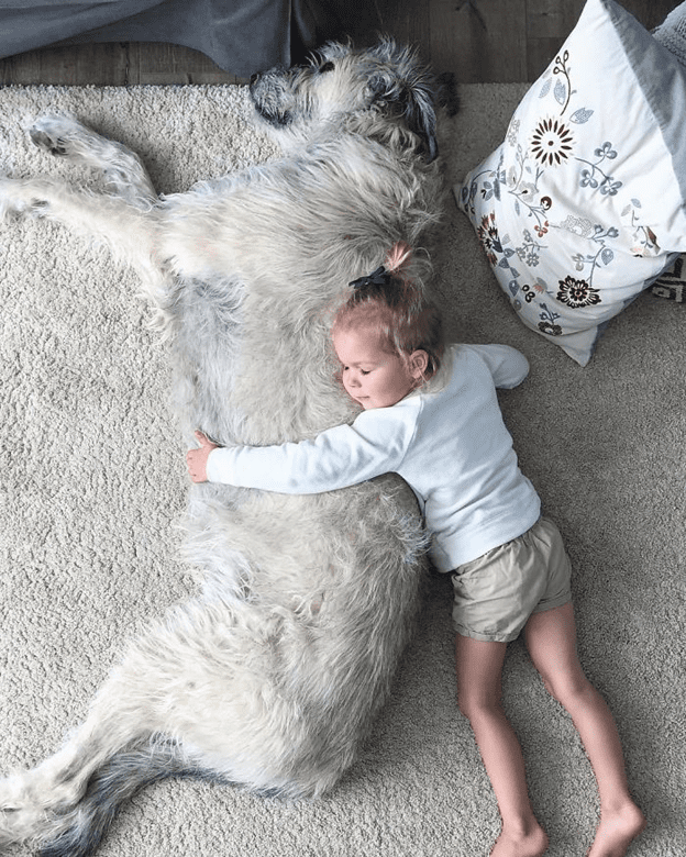 Irish Wolfhounds