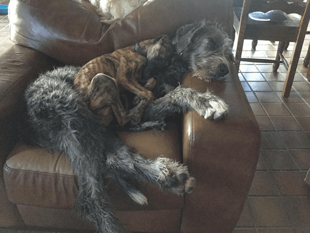 Irish Wolfhounds