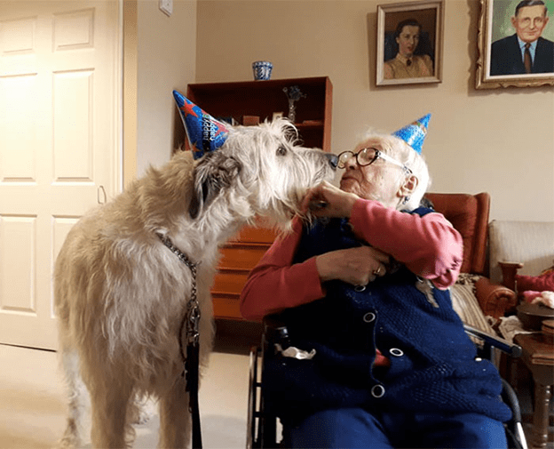 Irish Wolfhounds