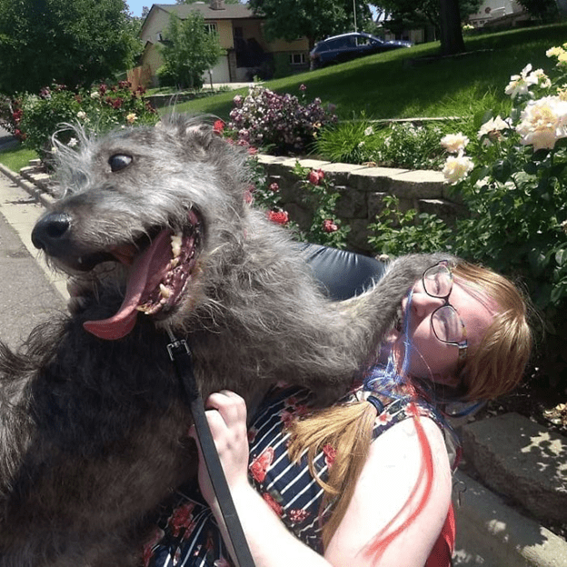 Irish Wolfhounds