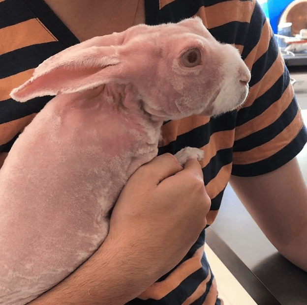 hairless bunny