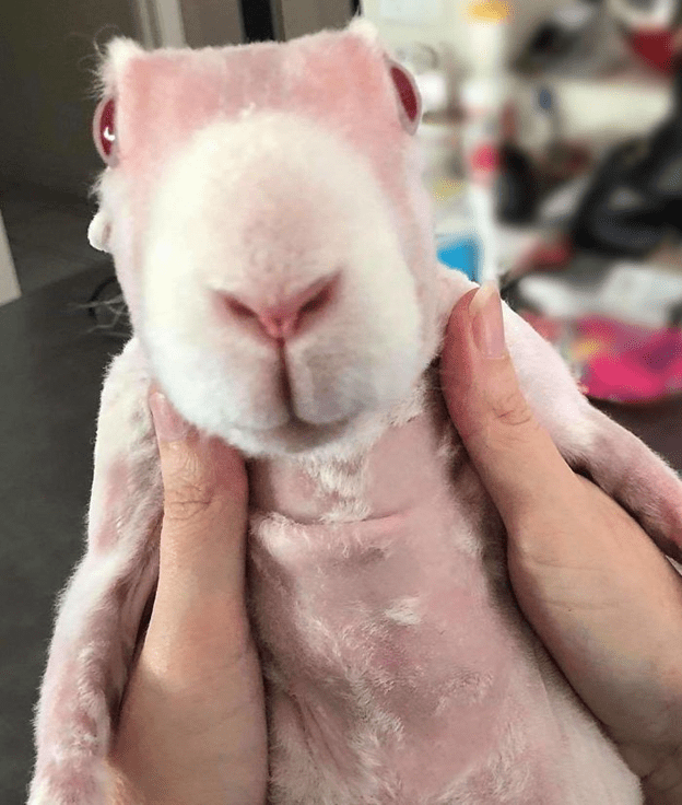 hairless bunny