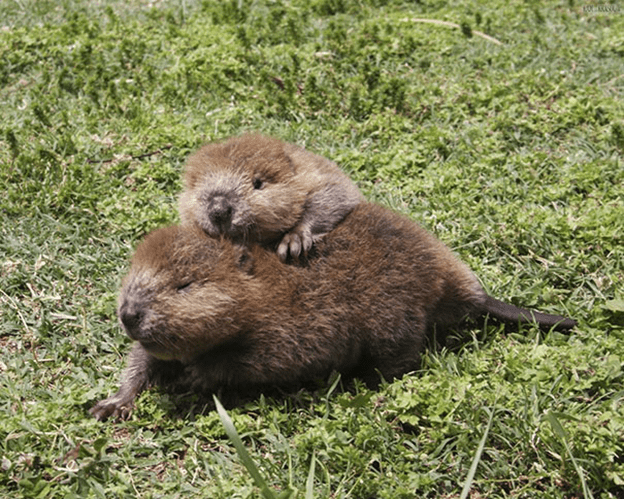 Baby Beavers