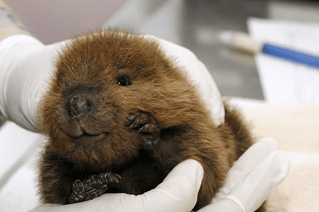 Baby Beavers