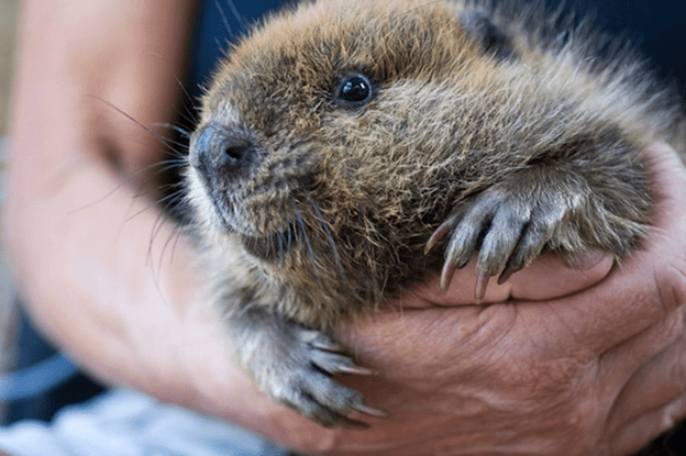 Baby Beavers