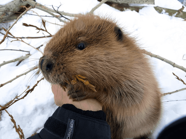 Baby Beavers