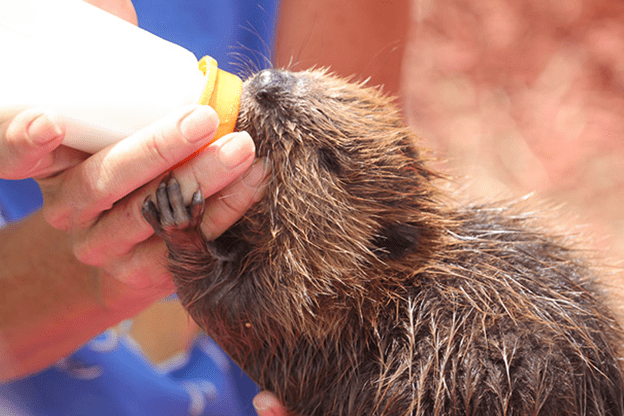 Baby Beavers