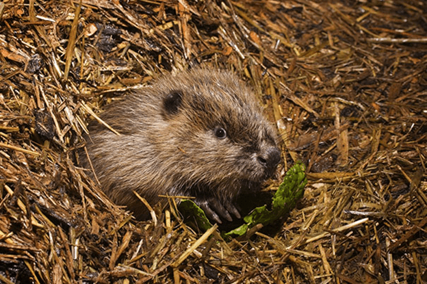 Baby Beavers