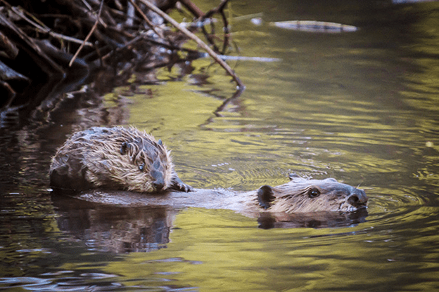 Baby Beavers