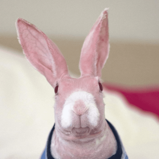 hairless bunny