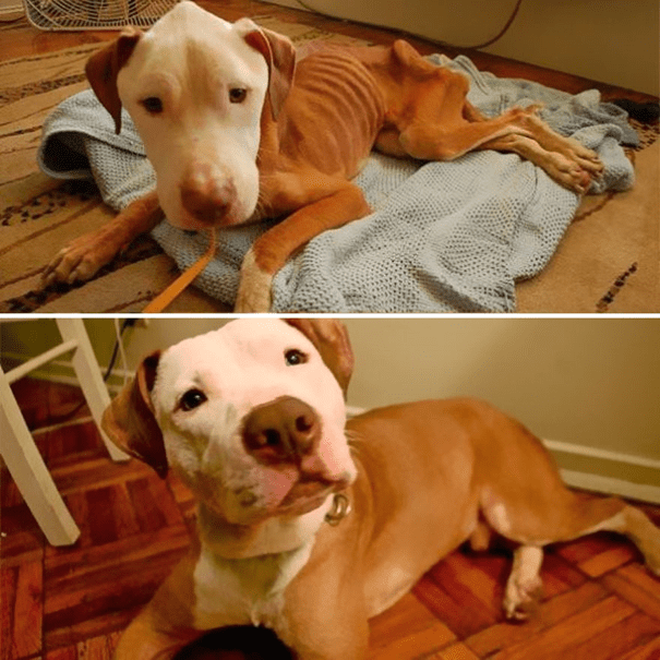 before and after adoption 