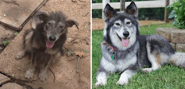 before and after adoption 