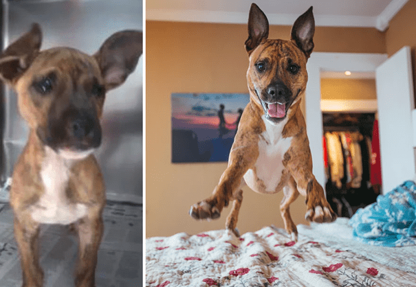 before and after adoption 