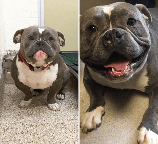 before and after adoption 