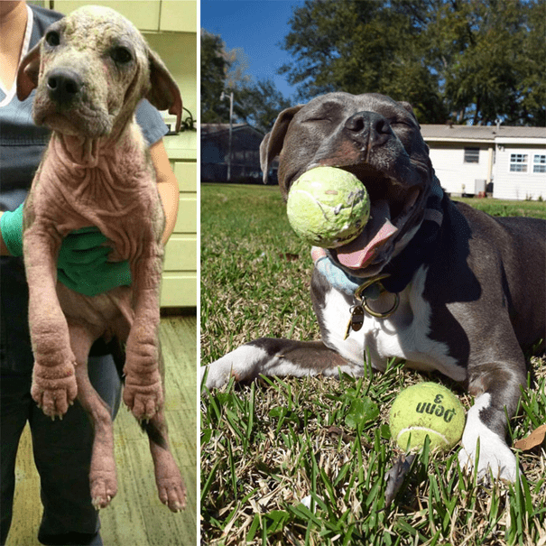 before and after adoption 