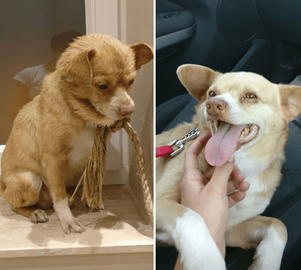 before and after adoption 