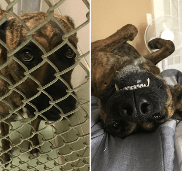 before and after adoption 