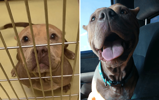 before and after adoption 